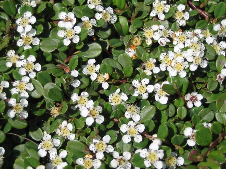 cotoneaster dammeri var radicans