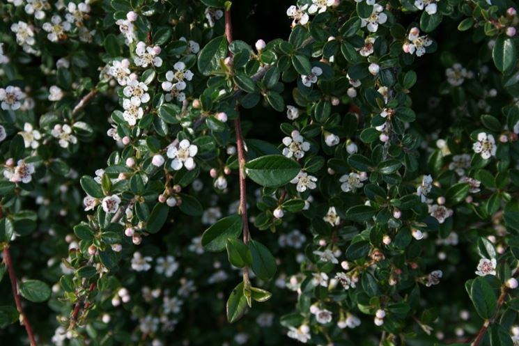 cotonastro fiorito