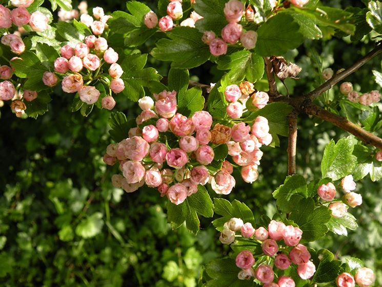 crataegus laevigata mutabilis