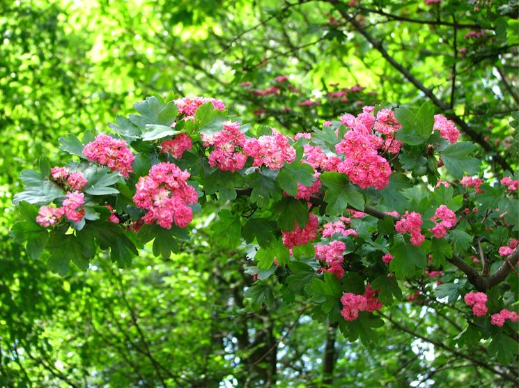 biancospino rosa