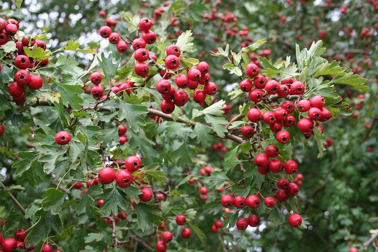 Crataegus_monogyna