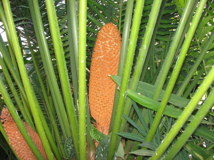 Coltivazione cycas