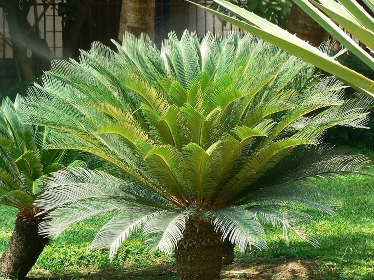 cycas revoluta