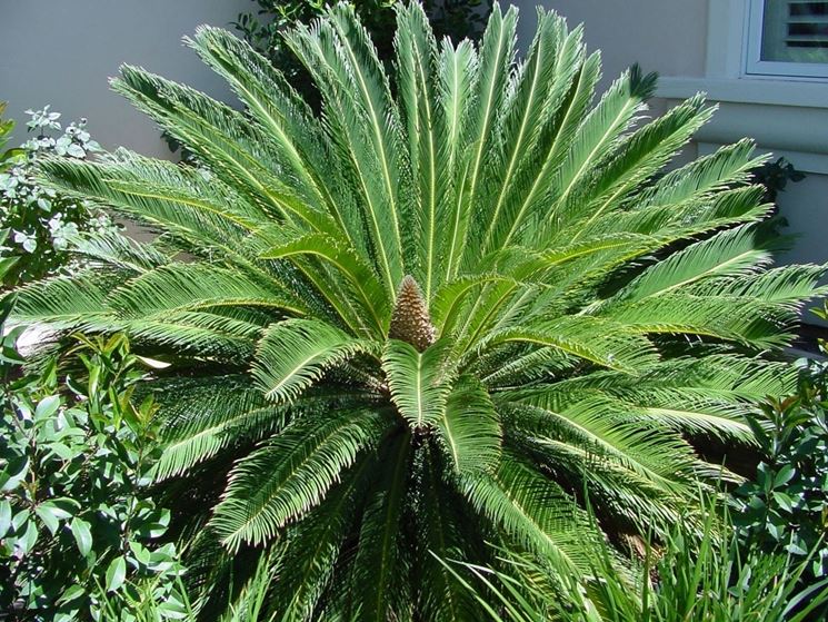 cycas revoluta