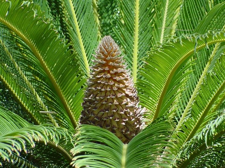 Cycas