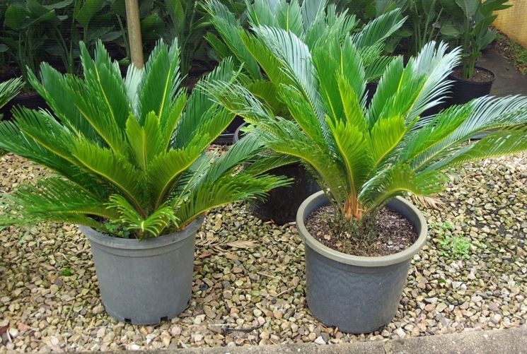 Terreno cycas