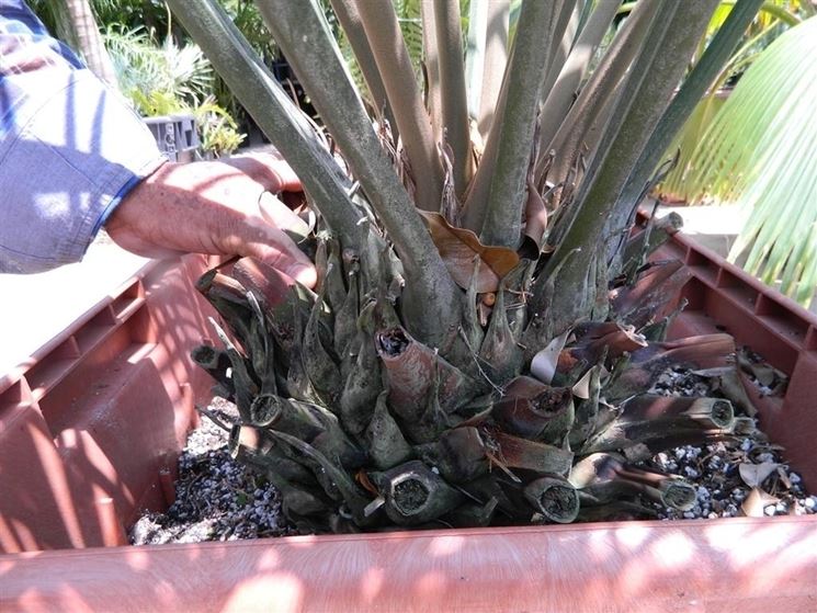 polloni cycas