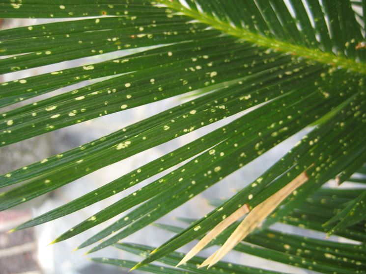 cycas foglie gialle