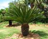 Cycas