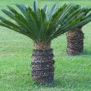 cycas revoluta