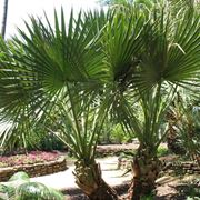 palma nana