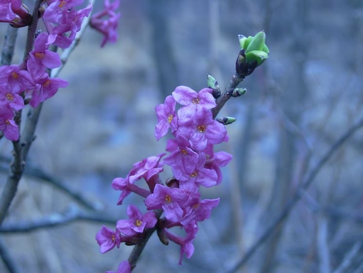 daphne mezereum