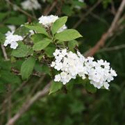 Deutzia