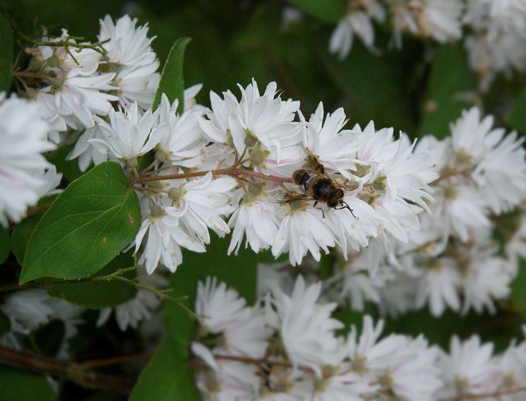 deuzia scabra