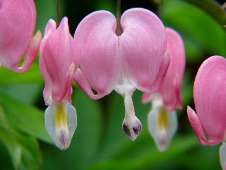 dicentra spectabilis rubra