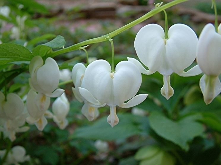 dicentra