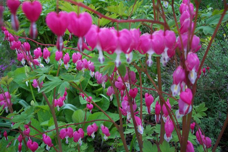 dicentra spectabilis