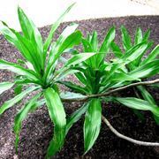 Dracena