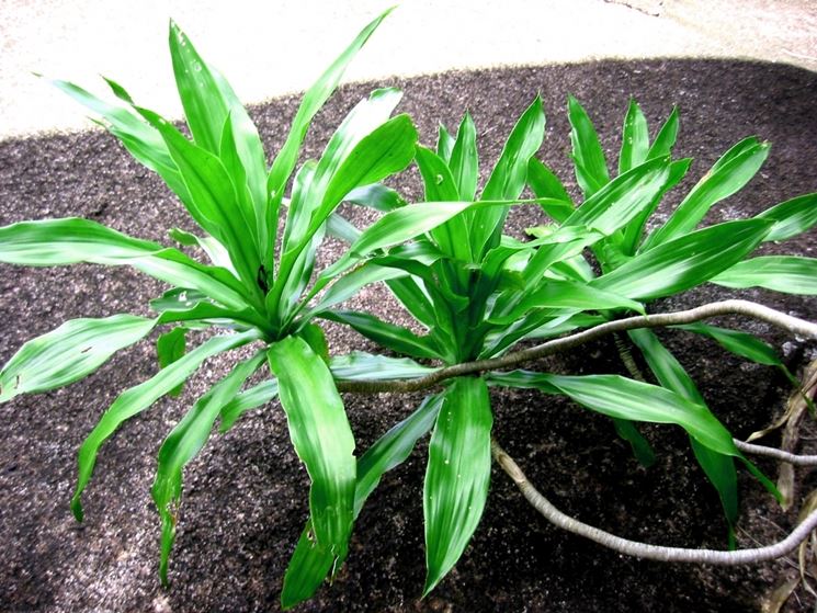 Dracena