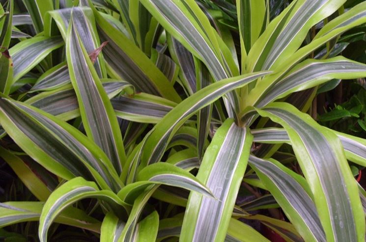 dracena deremensis