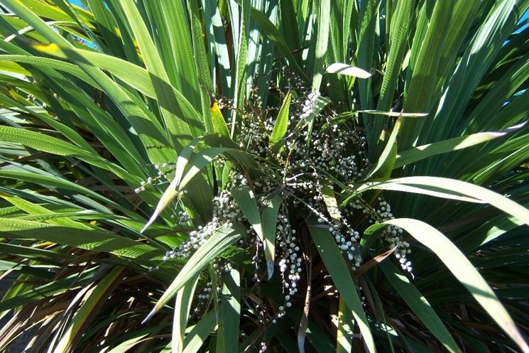 dracena indivisa