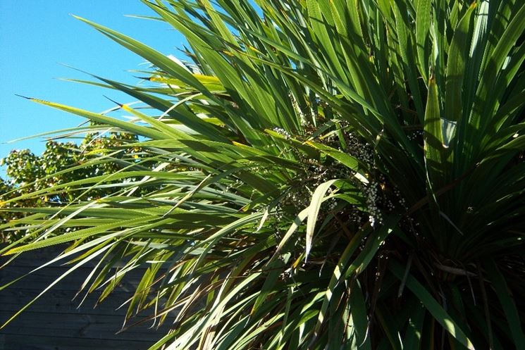 dracena indivisa