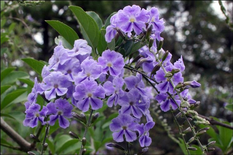 Duranta erecta