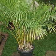 dypsis lutescens