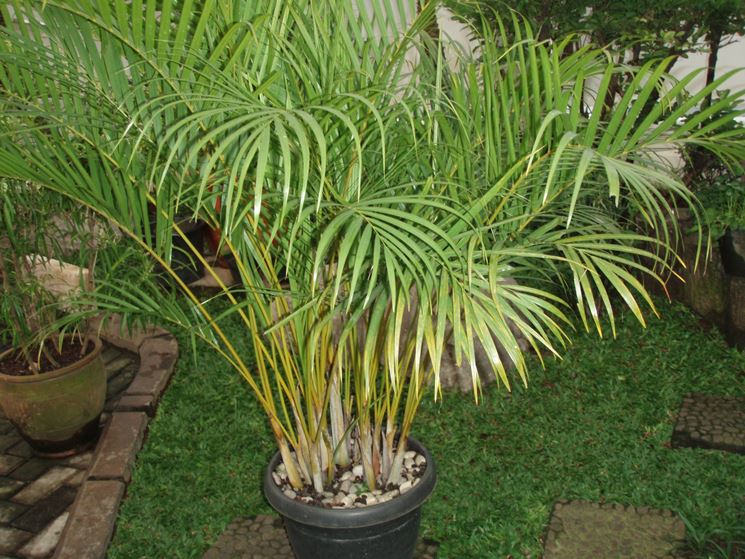 dypsis lutescens