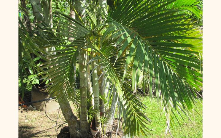 Palma dypsis