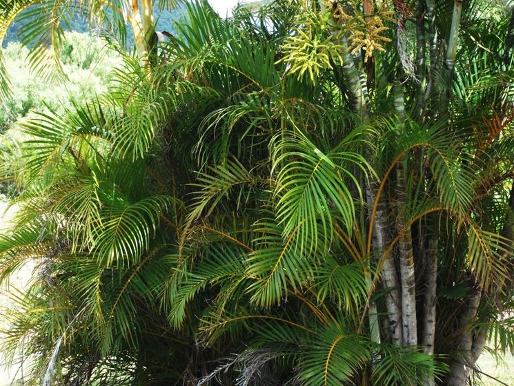 dypsis