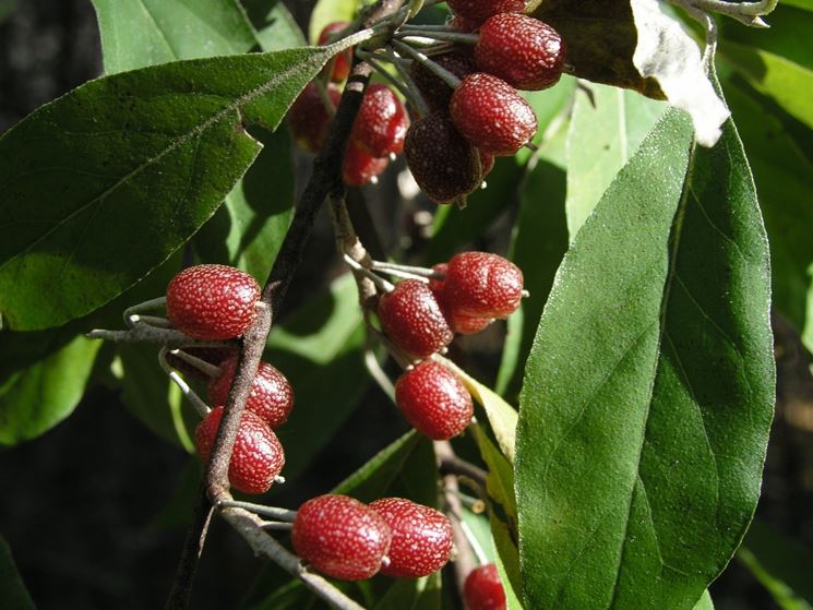 eleagnus umbellata