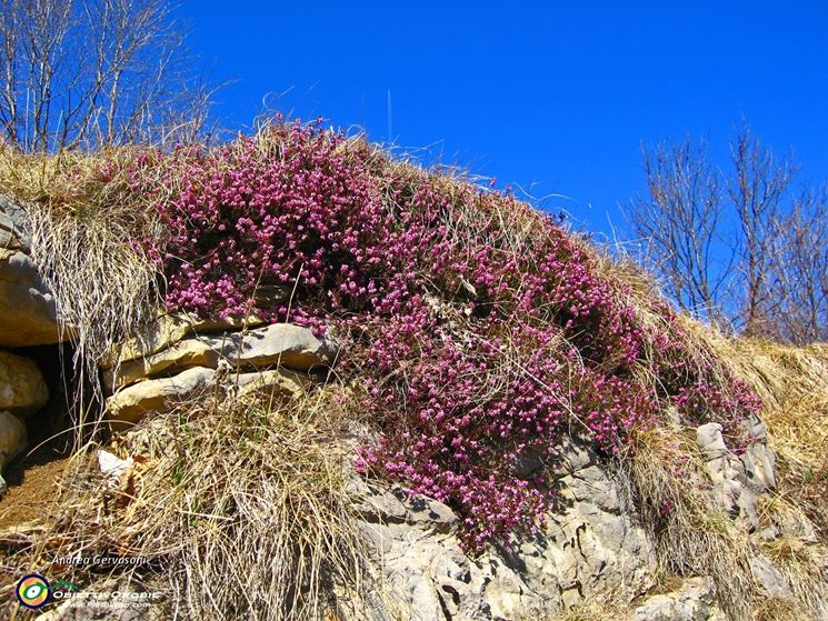 Erica carnea