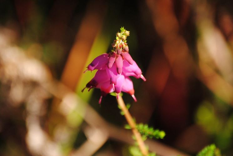 Erica ciliaris