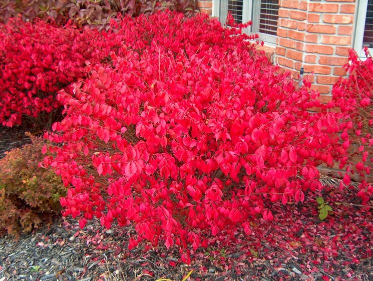 Euonymus fortunei 'Harlequin'