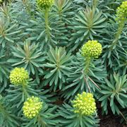 euforbia,Euphorbia wulfenii