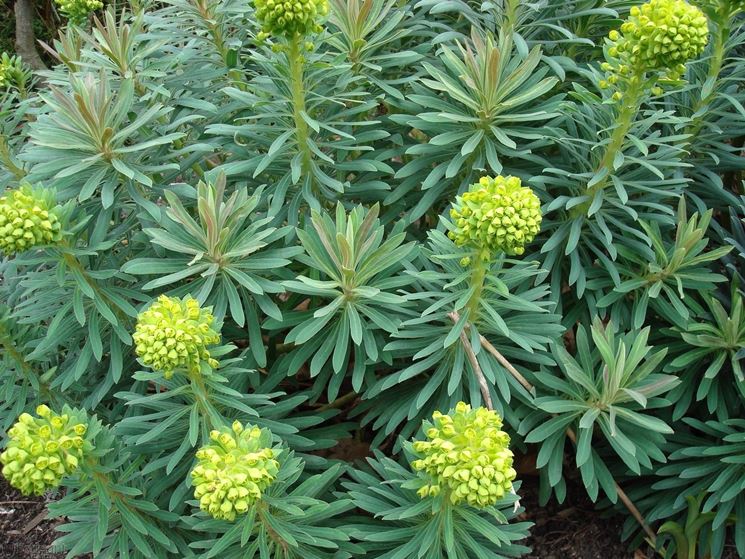 euforbia,Euphorbia wulfenii