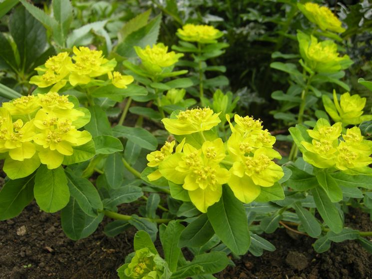 Euphorbia polychroma