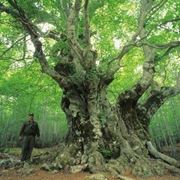 faggio albero