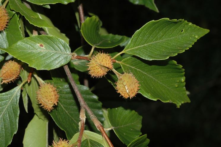 Faggio grandifolia