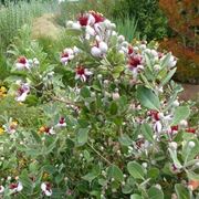 Feijoa fiore