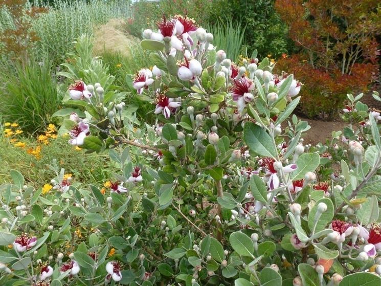 Feijoa fiore