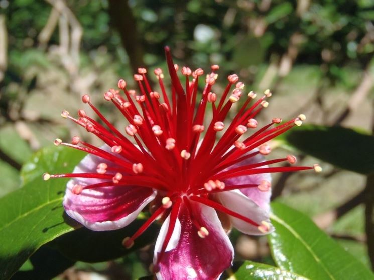 fiori feijoa