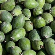 feijoa pianta