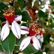 feijoa albero