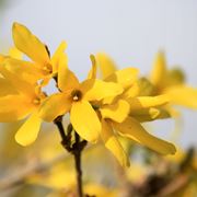 forsythia