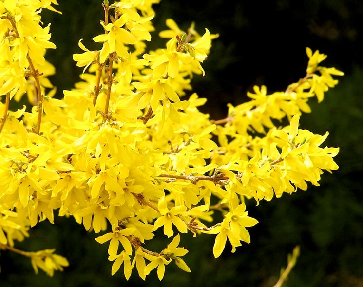 forsythia