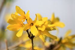 forsythia