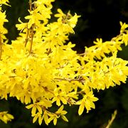 forsythia