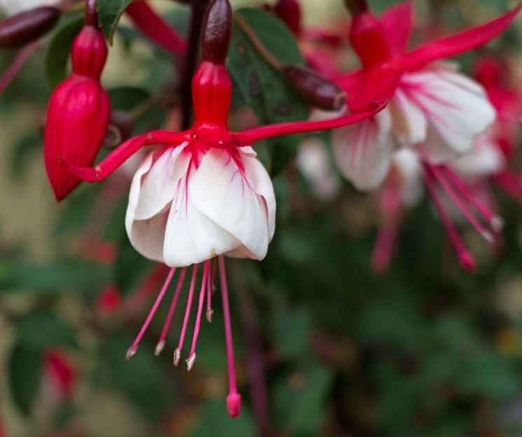 fuchsia